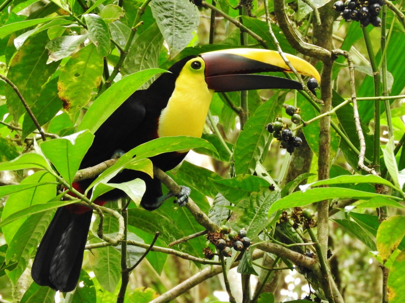 Chestnut mandibled toucan.JPG